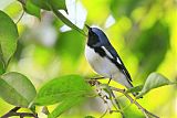 Black-throated Blue Warbler